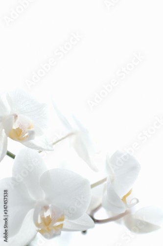 white orchid isolated on white