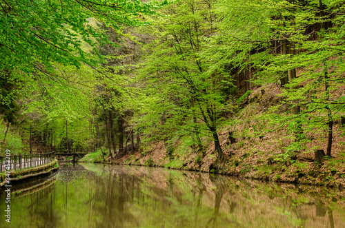  green large trees in the park, which are reflected in the river. along the water path © Ирина Фадеева