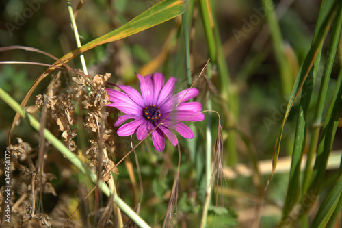 traditional flowers of Greece. from the island of Skopelos. simple and humble, by nature. organic without fertilizer and spraying