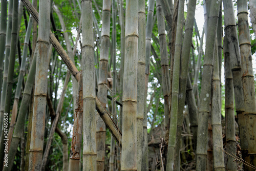 Papier peint Full Frame Shot Of Bamboos Growing At Forest
