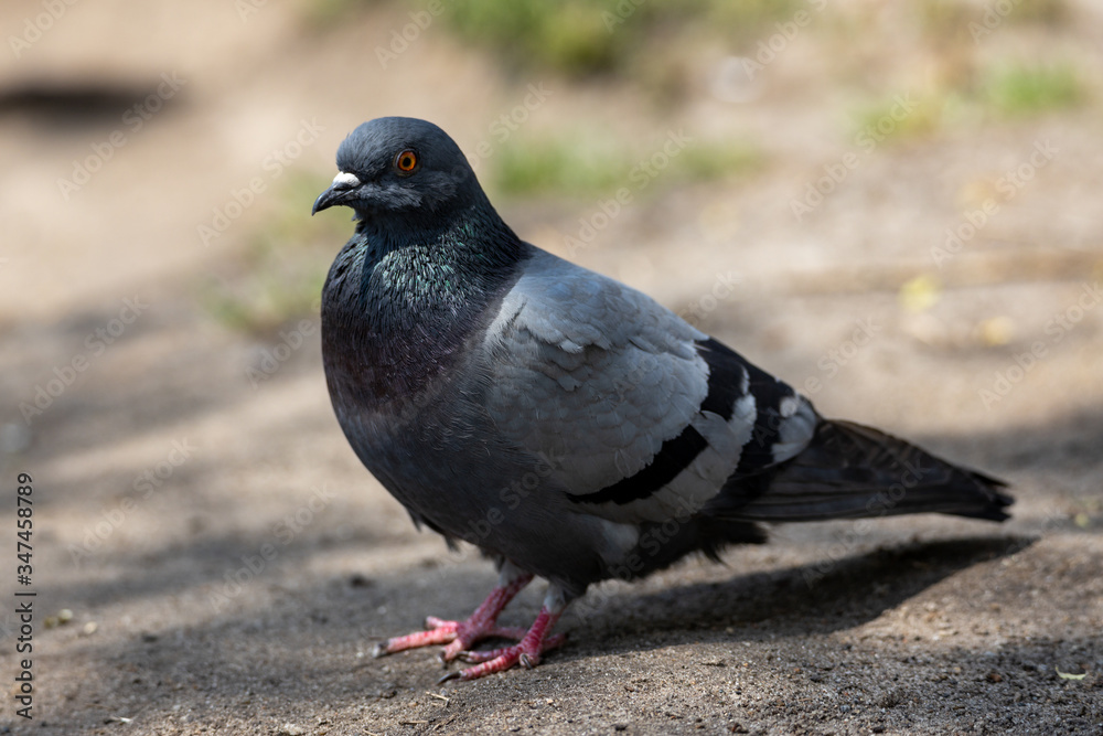 Obraz premium A detailed view of a pigeon in a park.