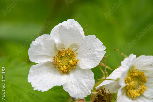 A picture of some thimbleberry blooming in the wood. Vancouver BC Canada