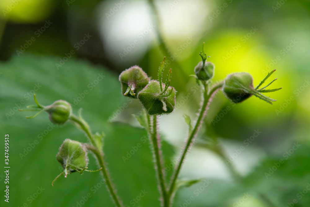 A picture of some thimbleberry buds. Vancouver BC Canada
A picture of some thimbleberry buds. Vancouver BC Canada