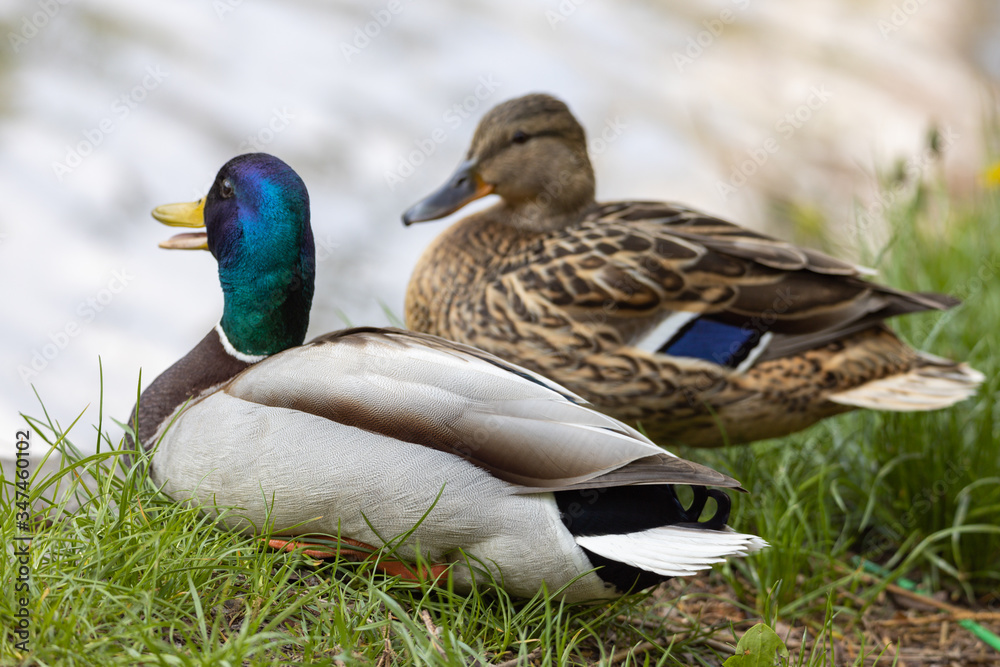 Male and female Mallard anas platyrhynchos ducks on the shore of a pond. Male and female Mallard anas platyrhynchos ducks on the shore of a pond.