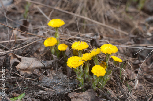 Coltsfoot (Tussulago farfara) flowers in spring