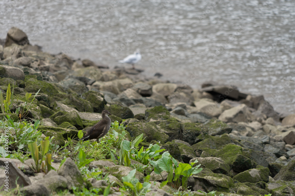Watvogel Junges und Möwe auf den mit Algen und grünen Pflanzen bewachsenen Steinen am Hafen