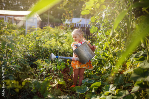 Girl watering the garden with a watering can, garden, little gardener, July, summer in the village, happy child