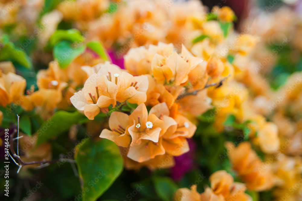 orange and yellow flowers orange and yellow flowers