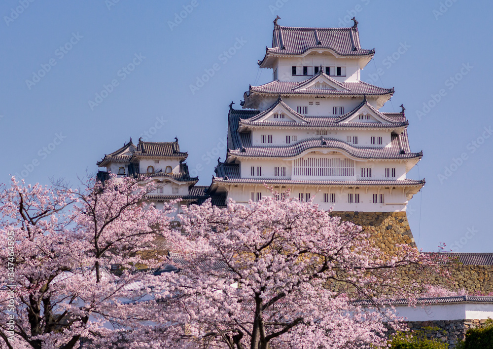 Himeji castle during the cherry blossom sakura season in Himeji, Hyogo Prefecture, Japan Himeji castle during the cherry blossom sakura season in Himeji, Hyogo Prefecture, Japan