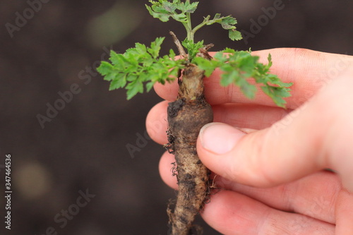 parsley root in the ground