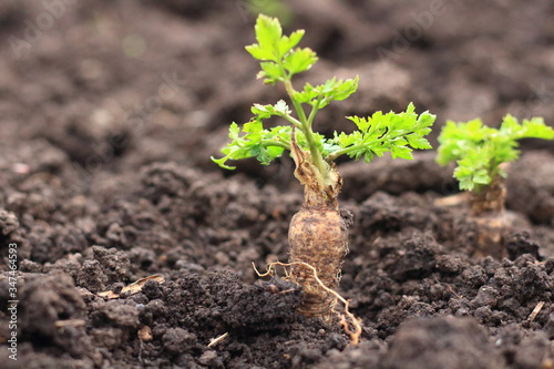 parsley root in the ground