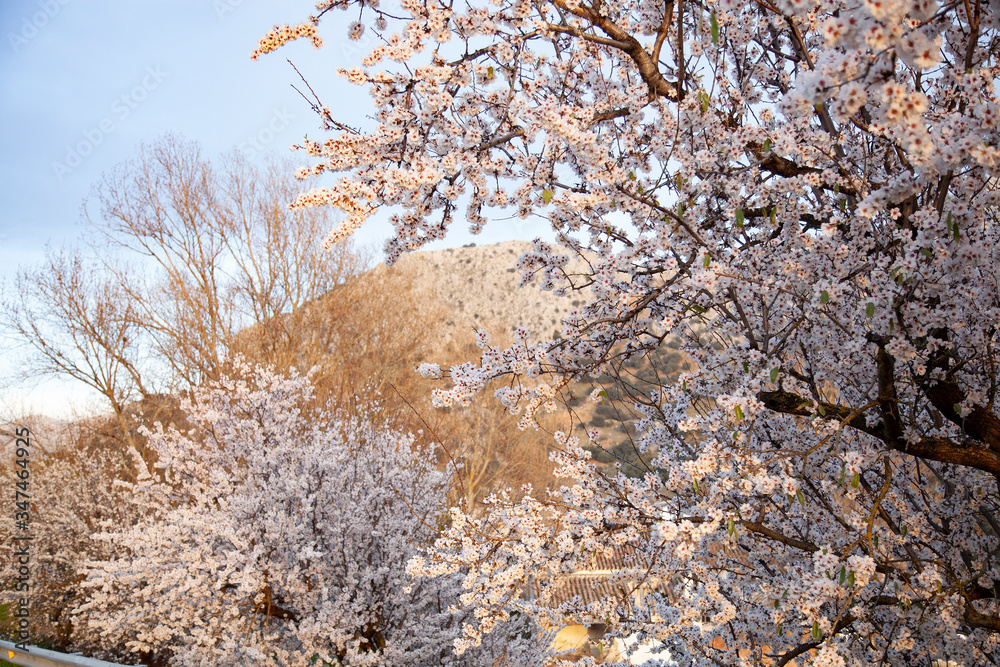 rama de almendro llena de flores flores blancas y rosadas bajo un cielo azul
rama de almendro llena de flores flores blancas y rosadas bajo un cielo azul