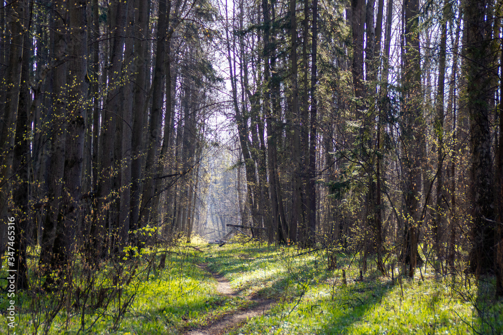 Obraz premium forest trail in the National Park Elk Island