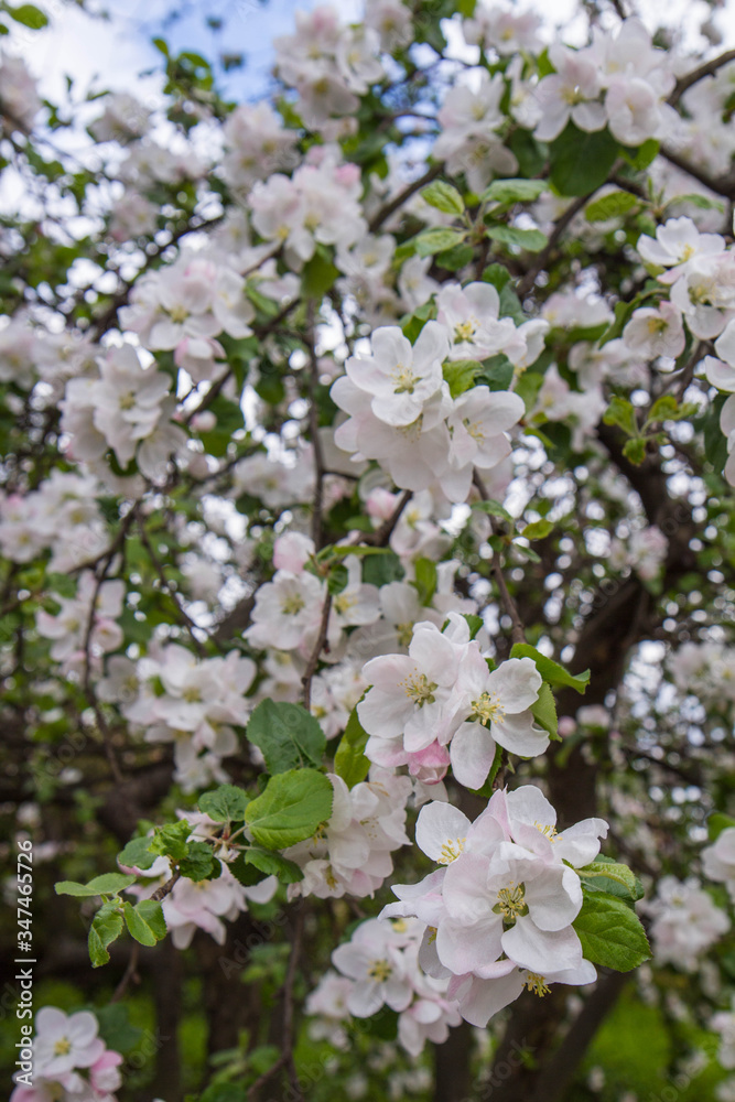 Apple tree blooming in spring seen upwards against the sky Apple tree blooming in spring seen upwards against the sky