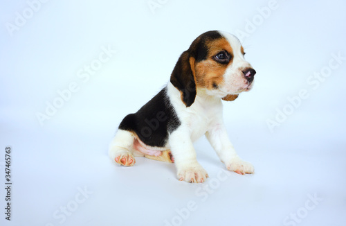 Beagle puppy on isolated background.Cute dog picture have copy space for advertisement.