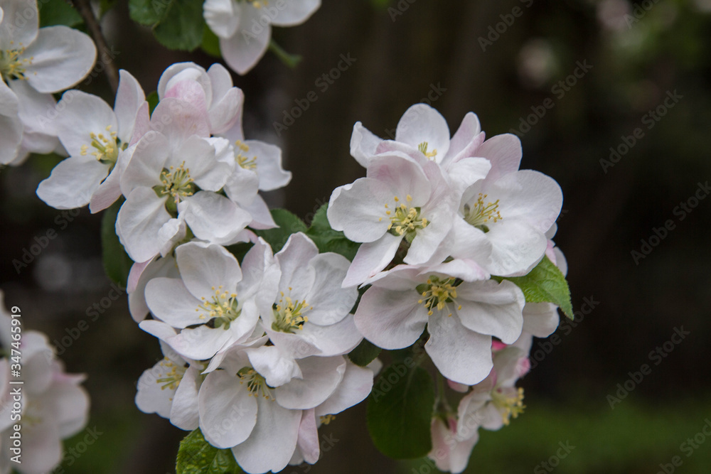 Fototapeta premium Apple tree blooming in spring