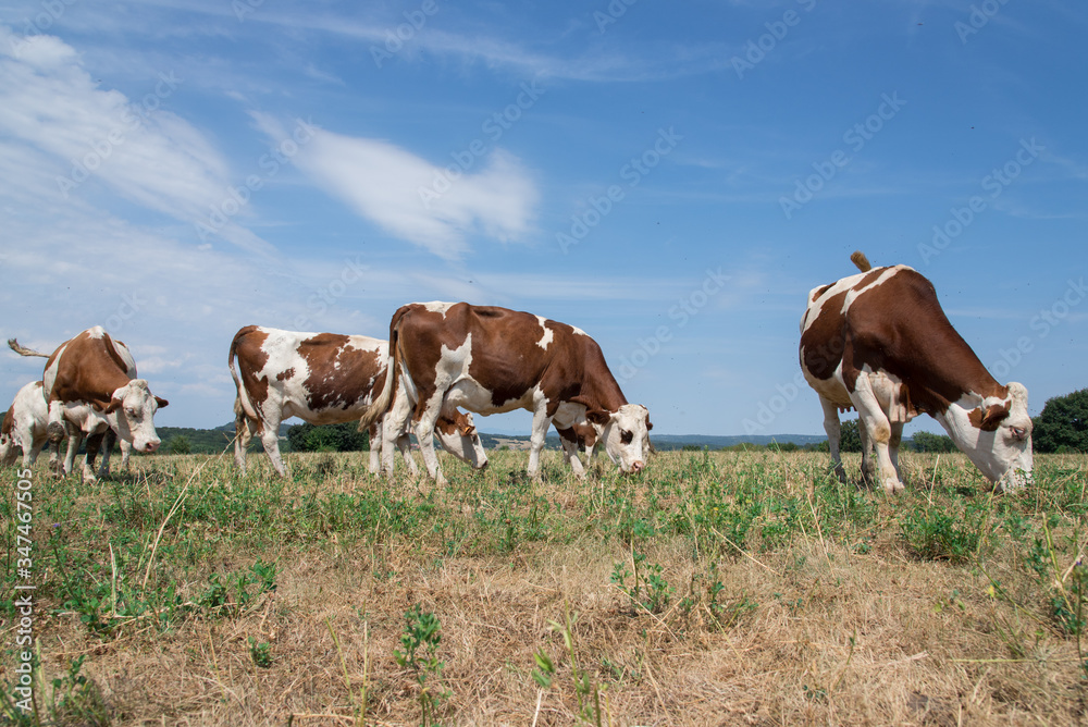 des vaches broutant dans un pré sec en été. L'herbe est sèche. Sécheresse et canicule