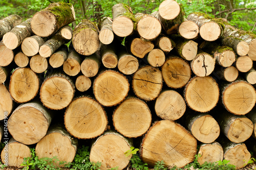 a heap of cut tree trunks in a forest
