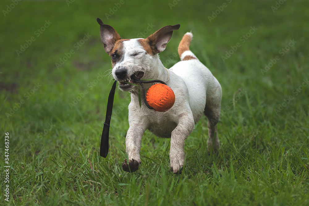 Jack Russell Terrier bringing a toy Jack Russell Terrier bringing a toy