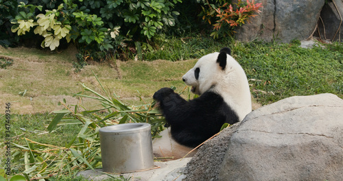 Panda eat bamboo at park