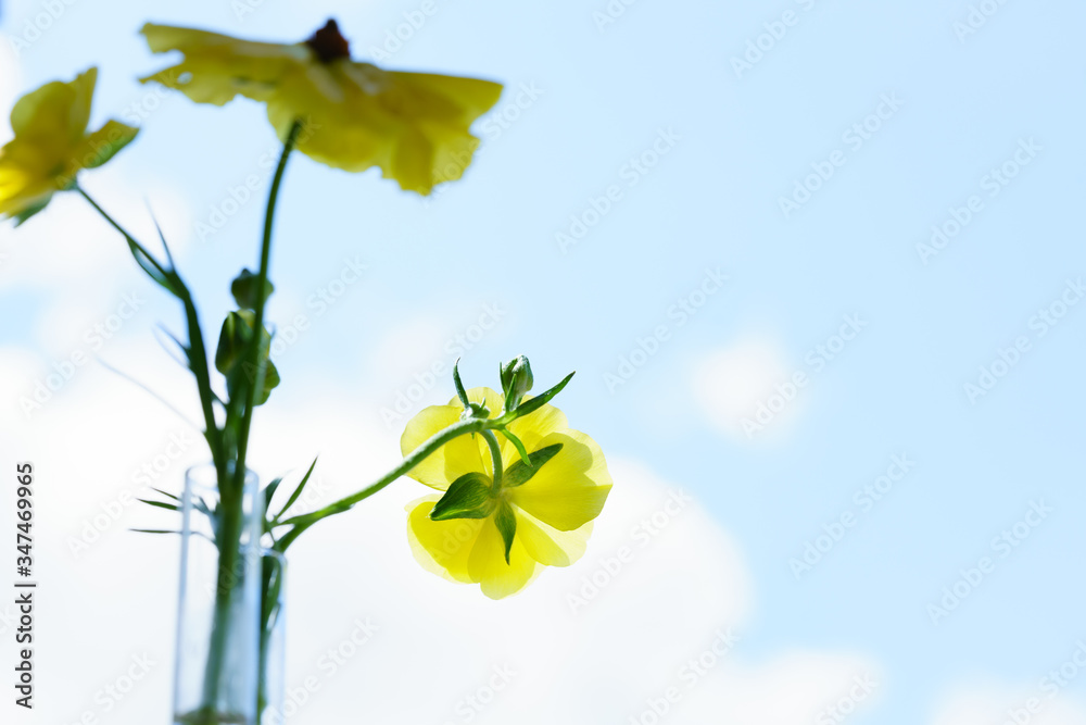 rananculus ラナンキュラスと青空　