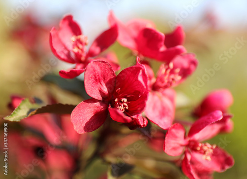 Bright purple red blossoming of a paradise apple tree. Branch of a blossoming apple tree with red flowers closeup. Red macro flowers.