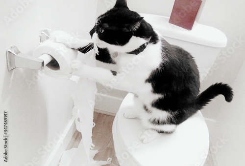 Canvas Print High Angle View Of Cat On Toilet Seat Playing With Tissue In Bathroom