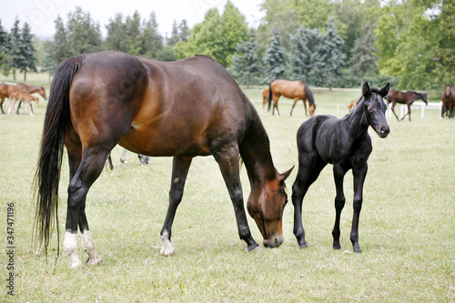 Photo of beautiful mare and foal on rural animal farm spring time © acceptfoto