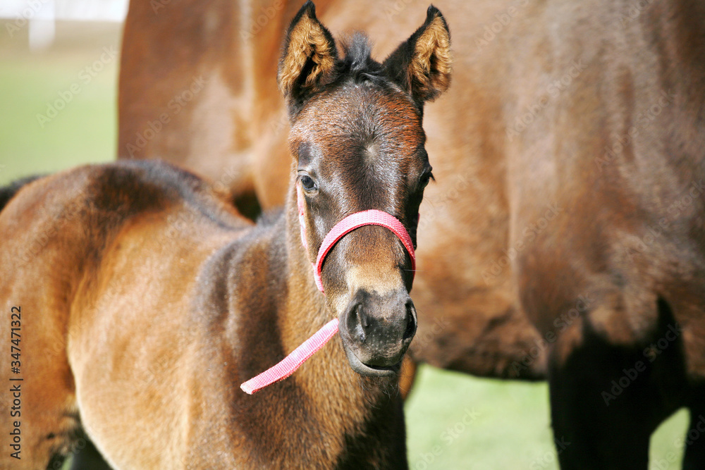 Fototapeta premium Photo of beautiful mare and foal on rural animal farm spring time