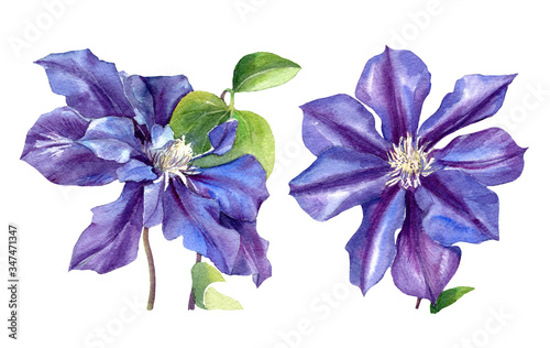 Clematis drawn in watercolour. Clematis flowers isolated on a white background.