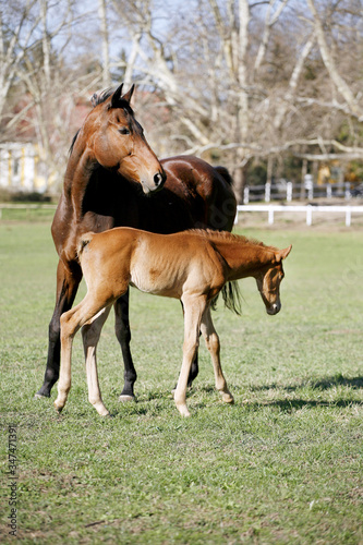 Photo of beautiful mare and foal on rural animal farm spring time