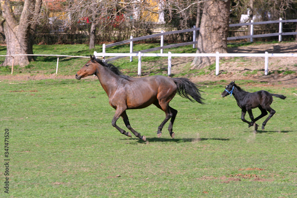 Photo of beautiful mare and foal on rural animal farm spring time Photo of beautiful mare and foal on rural animal farm spring time