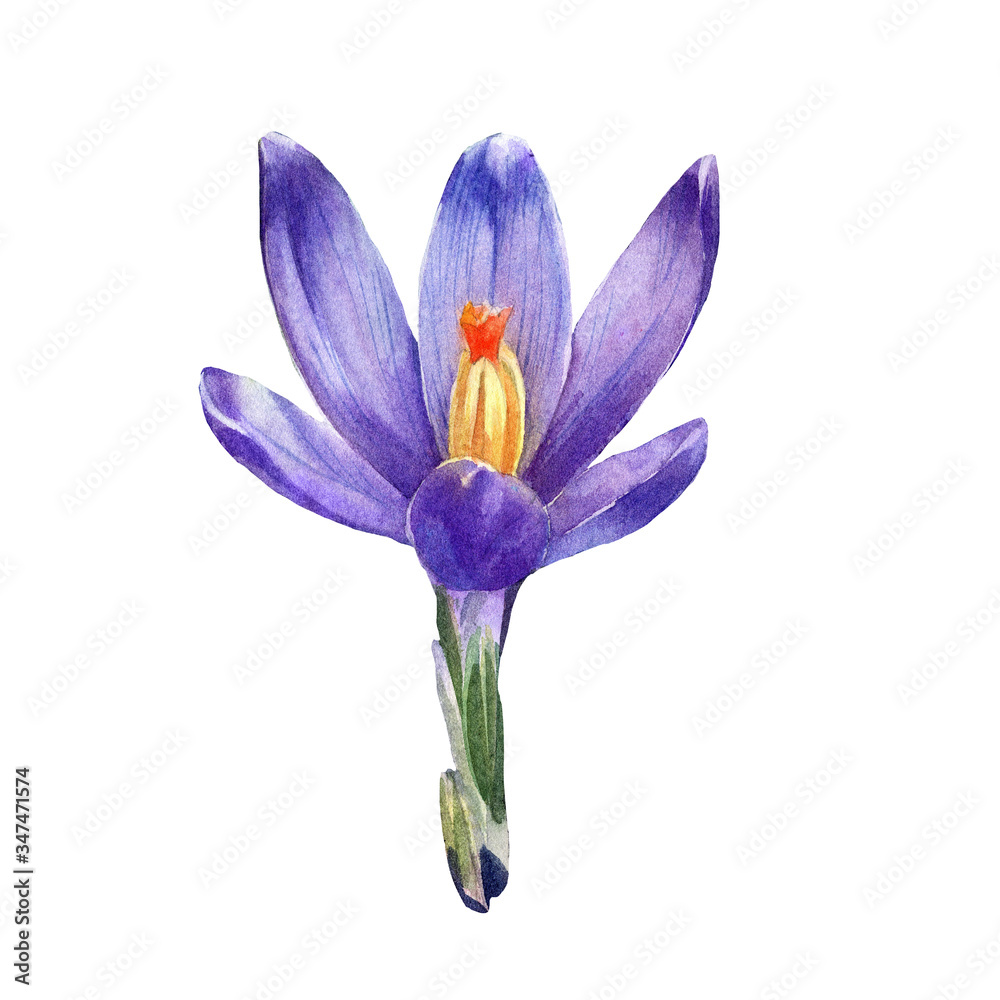 Fotografie Crocuses drawn in watercolor