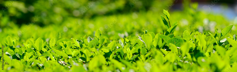green grass and small leaves background green grass and small leaves background