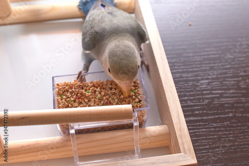 Lovebirds eating in the feeder of their playground. photo