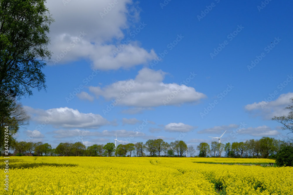 Rapsfeld mit blauem Himmel und Eichen im Hintergrund