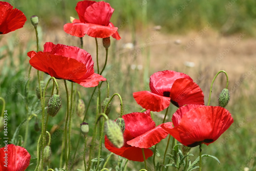 Fototapeta premium Mehrere offene rote Mohnblüten auf der Wiese