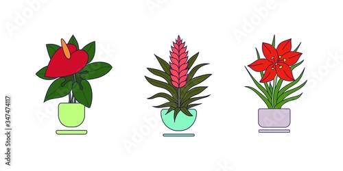  Set of indoor plants. Close-up. Multi-colored image of potted flowers during the flowering period. Design element. Vector illustration. © Nataliya