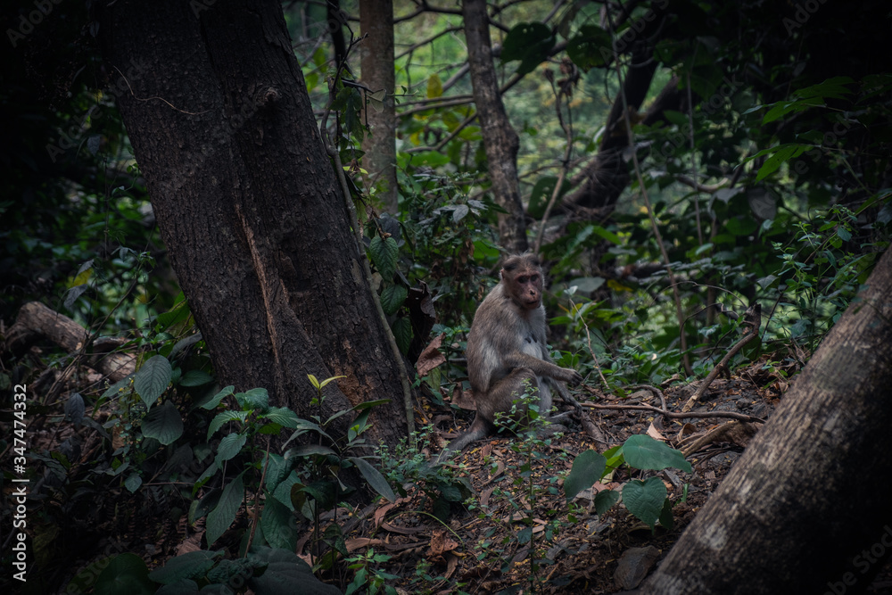 Fotografie Monkey Sitting On the Ground