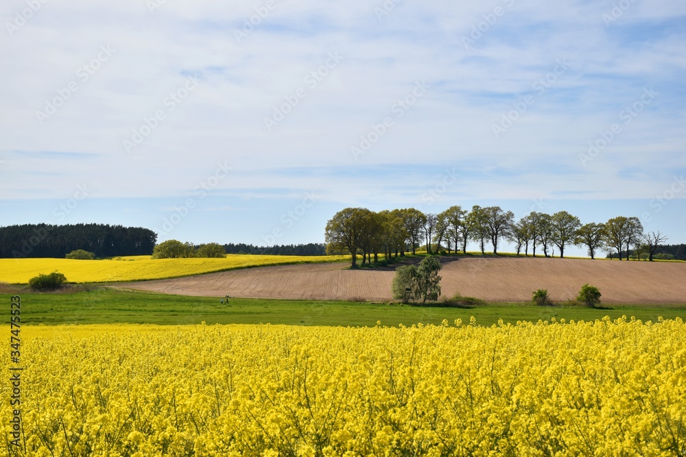 Scenic countryside with rapeseed field in spring