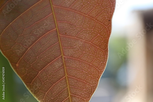 close up of a leaf photo