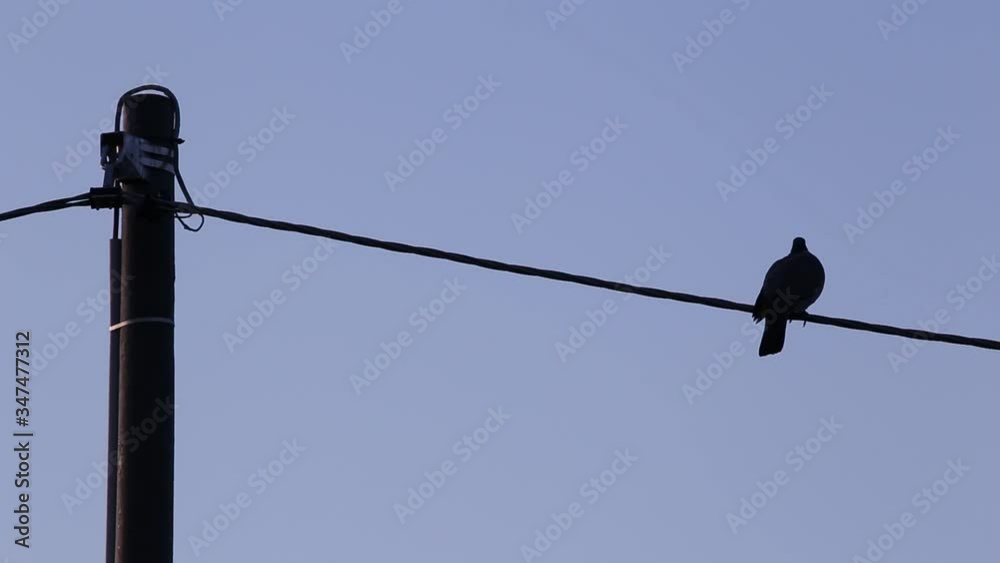 Silhouette of an African collared dove (Streptopelia Roseogrisea) perched on an electric wire with a pole nearby and blue sky in the background Silhouette of an African collared dove (Streptopelia Roseogrisea) perched on an electric wire with a pole nearby and blue sky in the background