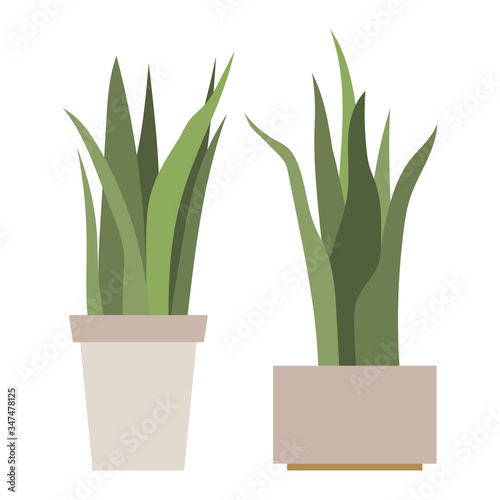 Sansevieria. House plant in flower pot. Home gardening. Hand drawn vector illustration in flat cartoon style. Perfect for poster  sticker  print  card