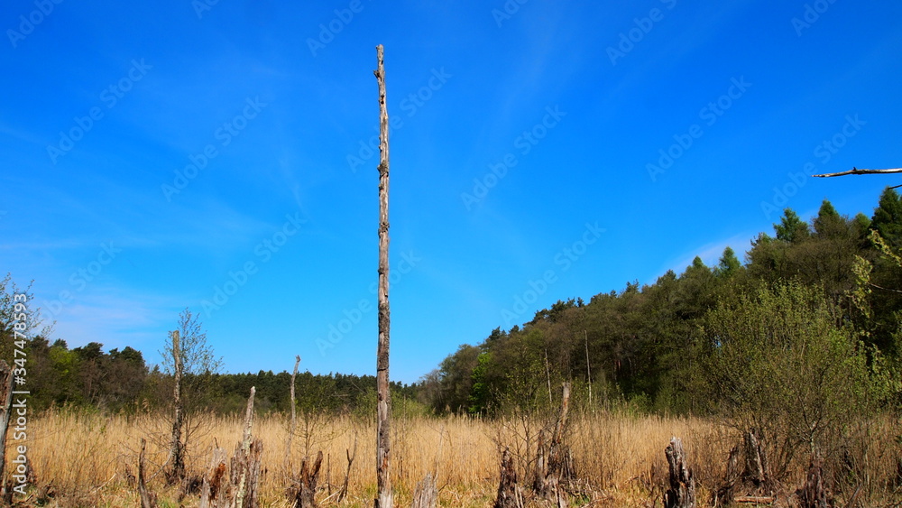 Fototapeta premium Dry marshes and dry trees