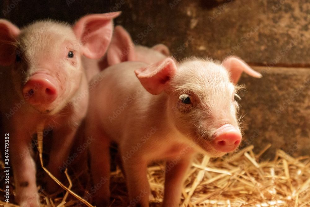 Close up of little pigs with moody light