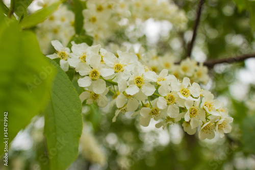 white cherry flowers in the spring garden