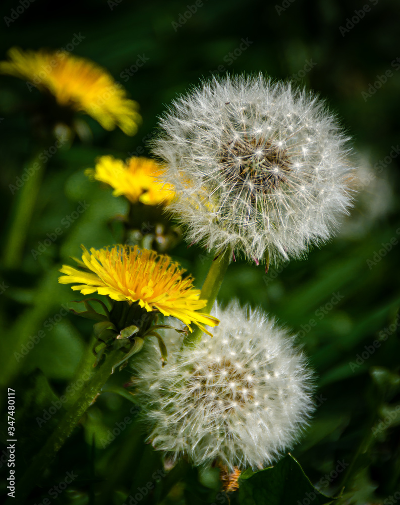 Fototapeta premium dandelion on a green background