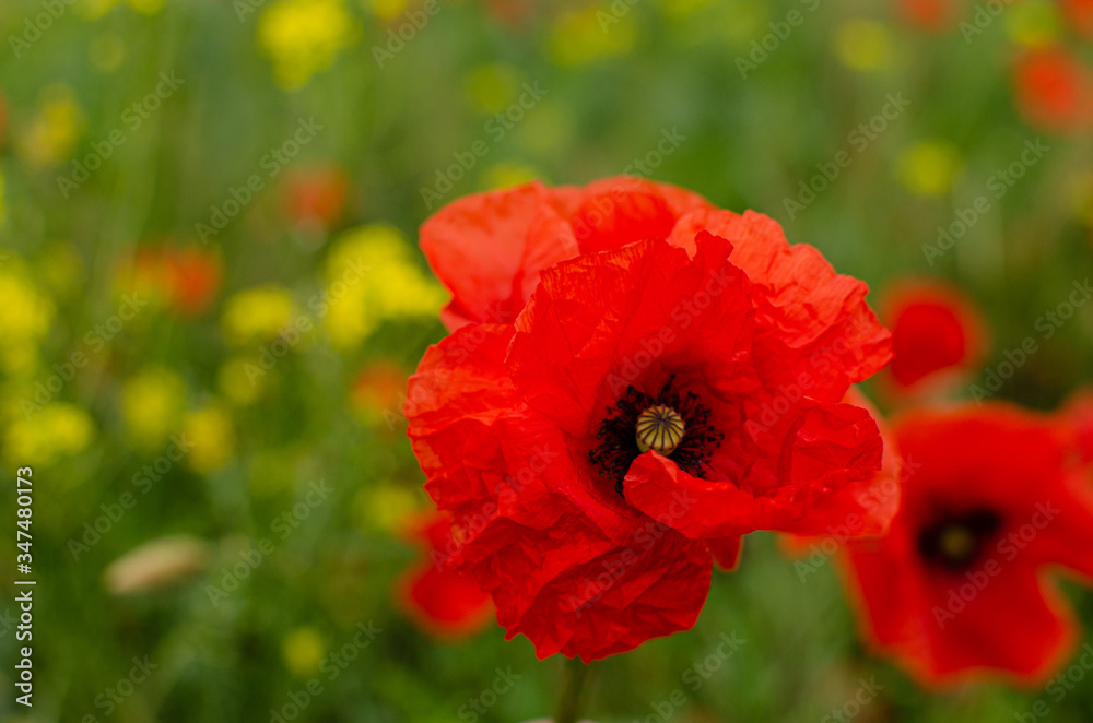 Red meadow poppy flowers, copy space. Selective focus Red meadow poppy flowers, copy space. Selective focus