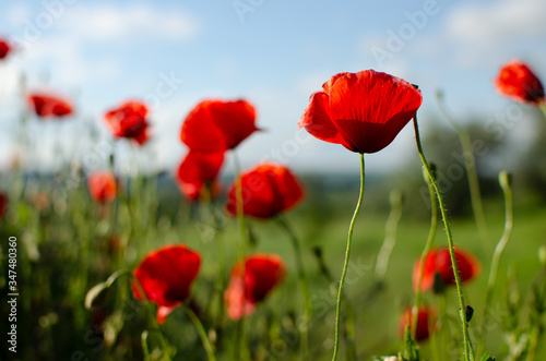 Red meadow poppy flowers, copy space. Selective focus