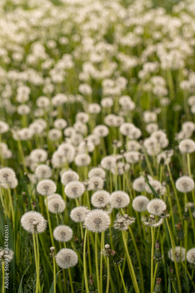 Many dandelions in a green meadow at sunset or sunrise.
